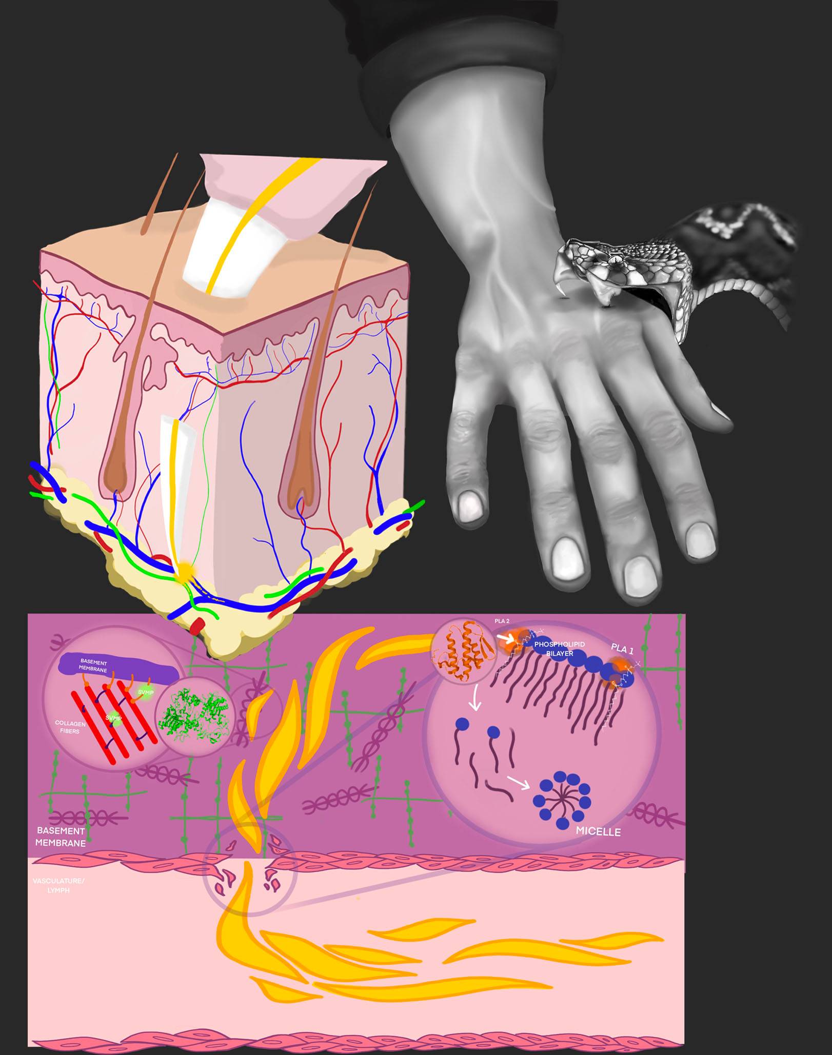 Colorful scientific illustration of what happens when you are bit by a snake including an image of a snake biting someone's hand, a closeup of a tooth in skin and a detailed image of how venom works. Click to see more scientific illustrations.